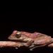 Brown Tree Frog - Photo (c) John Sullivan, some rights reserved (CC BY-NC), uploaded by John Sullivan