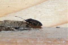 Neopetissius slaterorum