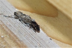 Neopetissius slaterorum