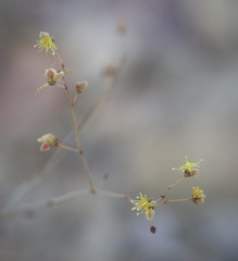 Eriogonum reniforme