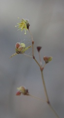 Eriogonum reniforme