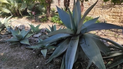 Agave guiengola