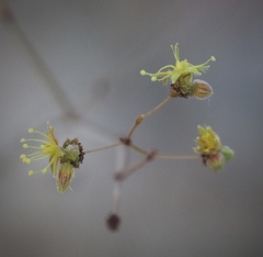 Eriogonum reniforme