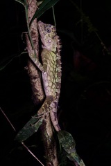Gonocephalus bornensis