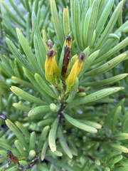 Senecio barbertonicus