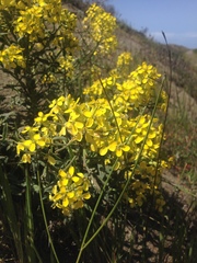 Erysimum menziesii