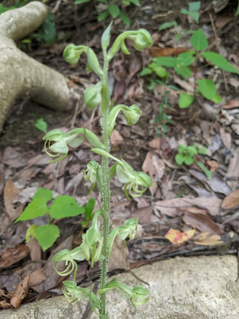 Habenaria ciliolaris
