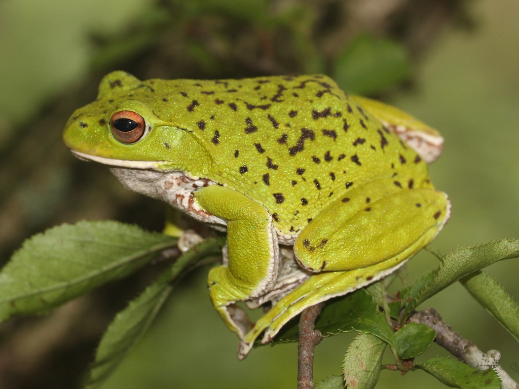 Forest Green Tree Frog