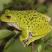 Forest Green Treefrog - Photo (c) Alpsdake, some rights reserved (CC BY-SA)