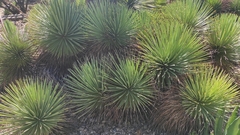 Agave stricta