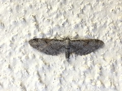 Eupithecia nevadata