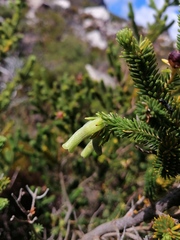 Erica brachialis