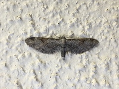 Eupithecia nevadata