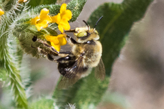 Anthophora crotchii