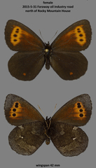 Erebia mancinus