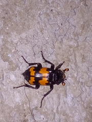 Nicrophorus mexicanus