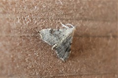 Redectis pygmaea