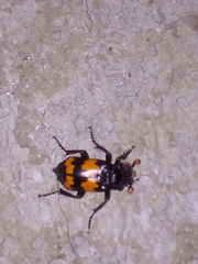 Nicrophorus mexicanus