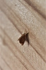 Glaphyria peremptalis