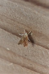 Glaphyria peremptalis