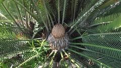 Dioon