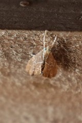Glaphyria peremptalis