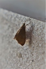 Glaphyria peremptalis