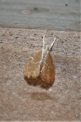 Glaphyria peremptalis