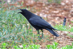 Corvus brachyrhynchos