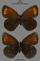 Erebia mancinus