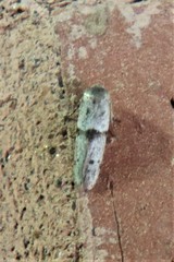 Hypatopa punctiferella