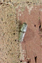 Hypatopa punctiferella