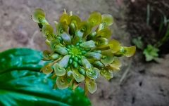 Malaxis histionantha