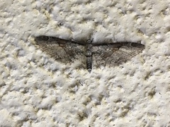 Eupithecia nevadata