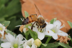 Apis mellifera