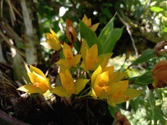 Lycaste aromatica