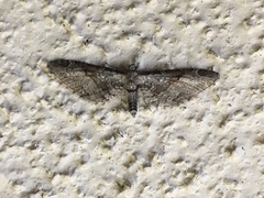 Eupithecia nevadata