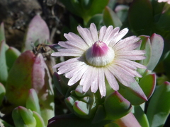 Oscularia lunata