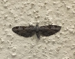 Eupithecia nevadata