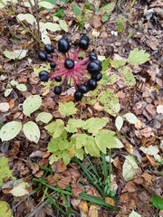 Actaea spicata acuminata