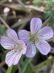 Geranium ornithopodon