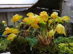 Lycaste cochleata