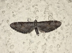 Eupithecia nevadata