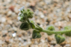 Plagiobothrys collinus