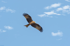 Milvus migrans parasitus