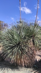 Dasylirion acrotrichum