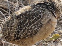 Nothoprocta pentlandii