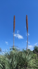 Dasylirion acrotrichum