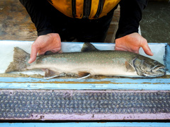Salvelinus confluentus