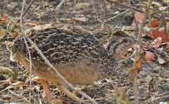 Nothoprocta pentlandii